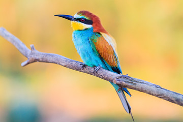 bird with colored plumage on a spring day