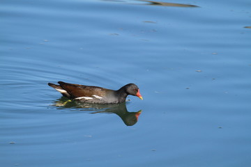 gallinule poule d'eau