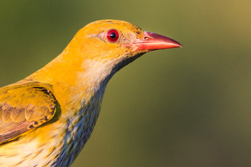 oriole close-up portrait of a beautiful bird