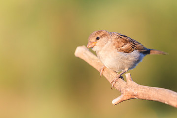 spring sparrow sitting on a branch