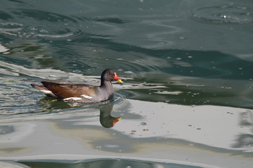 gallinule poule d'eau