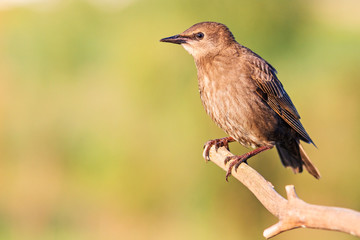 spring starling sits on a branch