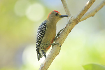 A glance of the forest with beautiful Red-crowned Woodpecker Melanerpes rubricapillus bird perched...
