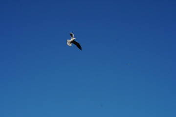 Seagulls, off the coast of Odessa