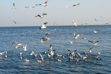 Seagulls, off the coast of Odessa
