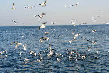 Naklejka premium Seagulls, off the coast of Odessa