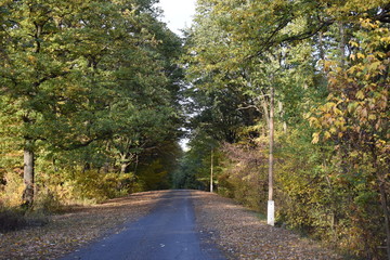 Naklejka premium Road in the forest in autumn