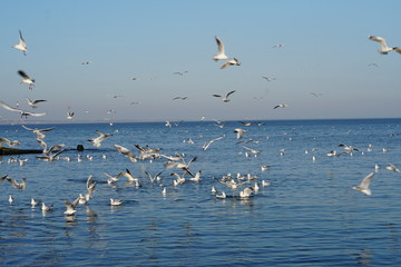 Seagulls, off the coast of Odessa