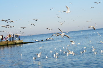 Seagulls, off the coast of Odessa