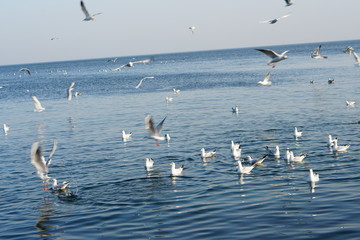 Seagulls, off the coast of Odessa