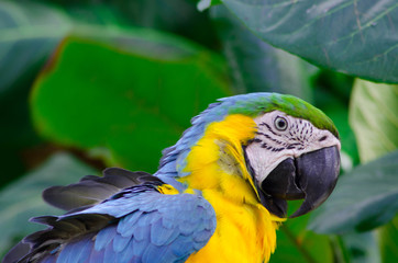 Macaw