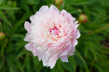 Light pink peony on a blurred background. Chic terry peony close-up.