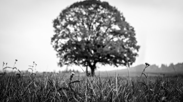 Großer Walnussbaum im Hintergrund schwarz weiß mit Gras Monochromer Baum auf Feld