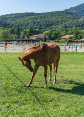 brown horse playing on the grass