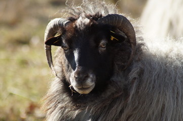 Auge in Auge