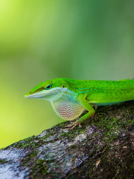Green Anole