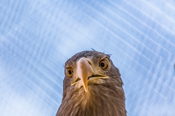 Detailed view of a white tailed eagle head, a typical Eurasian eagle © Miguel Almeida