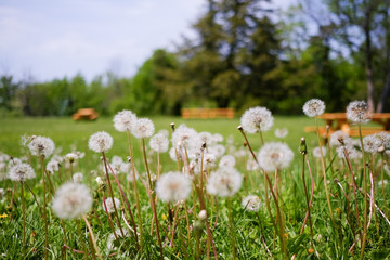 Nature glass flowers background