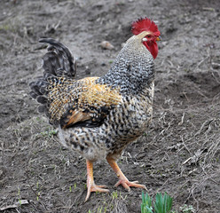 In the rustic yard cock