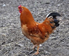 In the rustic yard cock