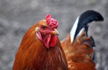 In the rustic yard cock