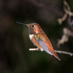 Rufous Hummingbird Perched on Limb