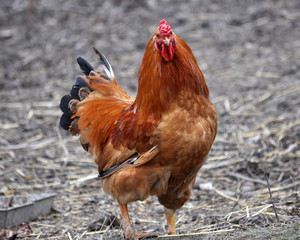 In the rustic yard cock