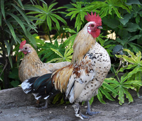 In the rustic yard cock