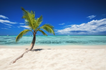 Tropical beach with palm tree. Holiday and vacation concept.