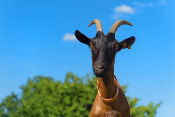 Portrait Brown goat against blue sky