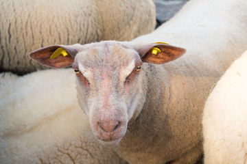 French sheep