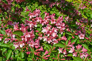 Blossoming of a veygela garden (Weigela Thunb.)