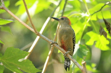 A glance of the forest with beautiful Red-crowned Woodpecker Melanerpes rubricapillus bird perched in the rainforest 