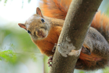 Naklejka premium Friendly cute squirrel in the woods within exotic vegetation in beautiful light 