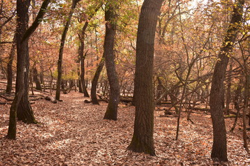 autumn in the forest