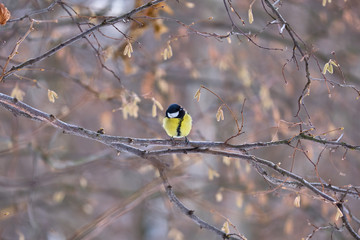 Tit on the branches in the spring forest in Moscow