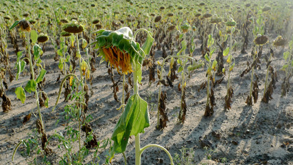 A view of an entire field of dried and withered sunflower plants.