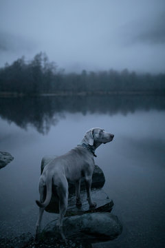 Dog standing on rock by lake