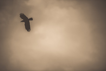 bird in flight