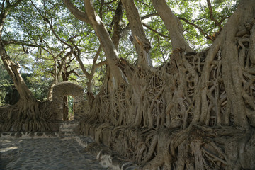 Ba&ntilde;os de Fasilides, Gondar, Etiop&iacute;a