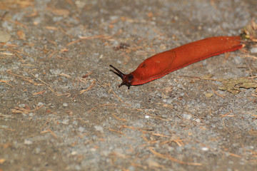 red slug in the great outdoors