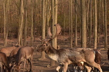 Naklejka na ściany i meble deers in the forest from close