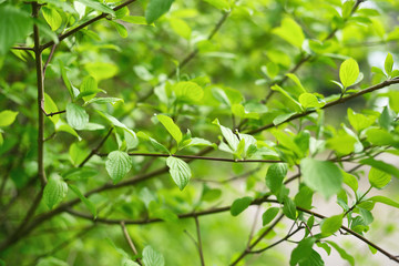 Fototapeta na wymiar Green leaves in springtime. Shallow depth of field