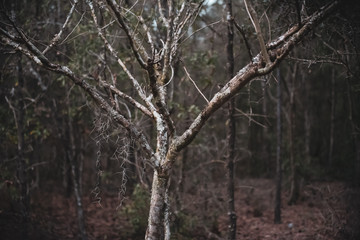 Fototapeta premium Trees by night