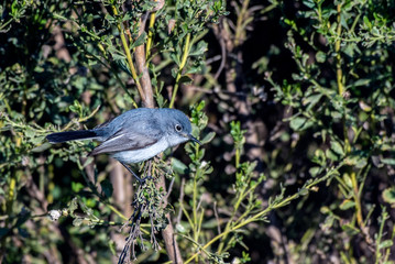 Small and adorable Blue Gray Gnatcatcher bird ready to fly to next perch in search of food.