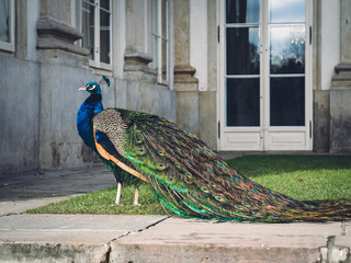 peacock in the garden