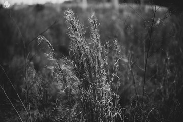 Black and white trees
