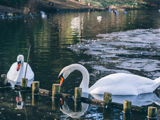 white swan on the lake