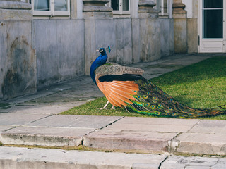 peacock in the garden