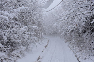 Winter landscape with trees and road